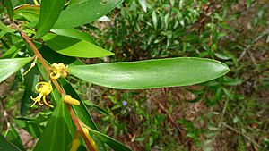 Persoonia adenantha leaf (16092640096).jpg