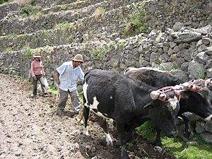 Peruvianterracefarmers