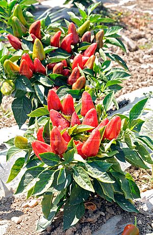 Pimientos apuntando al cielo