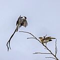 Pin-tailed whydah (Vidua macroura) male and female