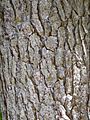 Pinus glabra Bark
