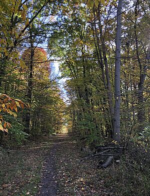 Poland Municipal Forest