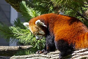 Red Panda2