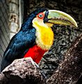 Red breasted toucan - 9348596948