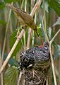 Reed warbler cuckoo