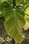 Ripe tobacco leaf 3037