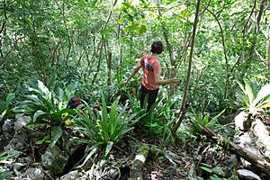 Samana Karstic Rainforest IMG 4948