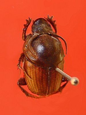 Scarabaeidae - Onthophagus taurus.JPG