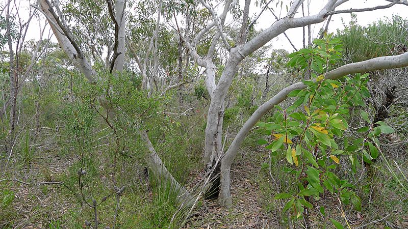 Scribbly Gum (8349108650)