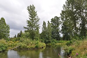 Seattle - Meadowbrook Pond 03