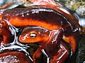 Sierra Newt Amplexus close