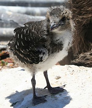 Sooty Tern chick