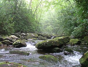 South Fork Citico Creek