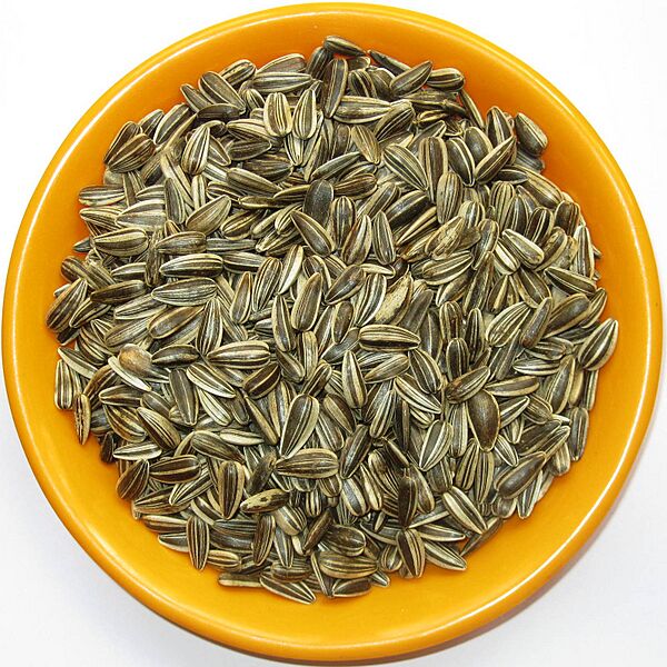 Sunflower (Helianthus annuus) seeds