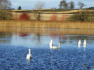 Swans on Hirsel Lake - geograph.org.uk - 1078479.jpg