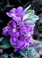 Texas Sage -- Leucophyllum frutescens