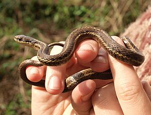 Thamnophis ordinoides 2