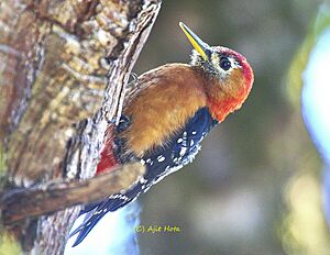 The rufous-bellied woodpecker in dense forest of Himalayas