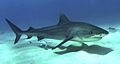 Tigershark3