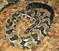 Timber Rattlesnake Image 004