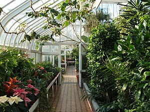 Tollcross Park - inside the Winter Gardens - geograph.org.uk - 946233