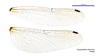 Tonyosynthemis claviculata female wings (34252116623)