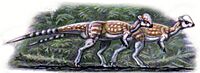 Tylocephale pair.jpg