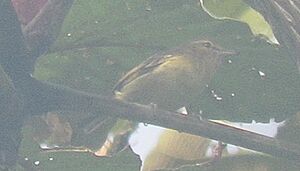 Vireo masteri 17620880 (cropped).jpg