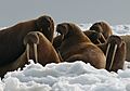 Walrus Cows and Yearlings on Ice
