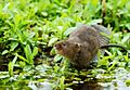 Water Vole on Boot Hill (5592665124)