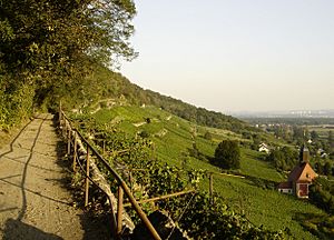 Weinwanderweg Pillnitz