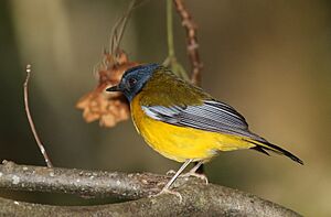 White-starred robin, Pogonocichla stellata, at Seldomseen, Vumba, Zimbabwe (21352585543)