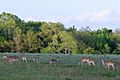 White-tailed deer (Odocoileus virginianus), Attwater Prairie Chicken National Wildlife Refuge