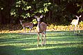 White-tailed deer in Buena Vista, VA