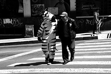 Zebras of La Paz