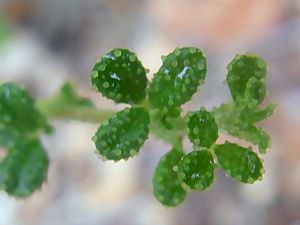 Zieria adenophora close up