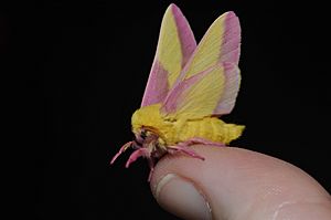 - 7715 – Dryocampa rubicunda – Rosy Maple Moth (20503349271)
