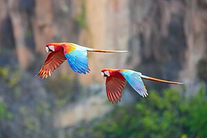 189 Red-and-green macaw couple flying in Chapada dos Guimarães National Park Photo by Giles Laurent