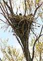 4548 red tail hawk nest odfw (4438948012)