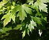 Acer-saccharinum-leaves-e