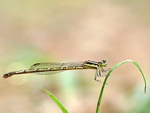 Agriocnemis splendidissima female by Kadavoor