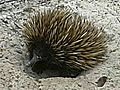 Ameisenigel