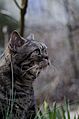 American shorthair cat Portrait