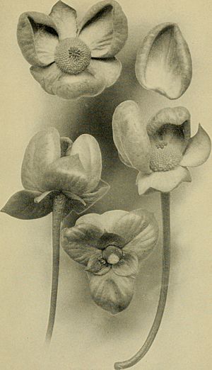 Cymbopetalum penduliflorum flowers