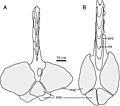 Anodontosaurus and (B) Ankylosaurus tail clubs