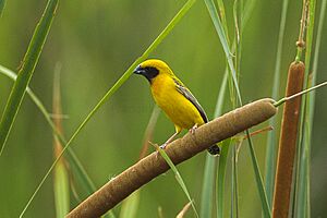 Asian Golden Weaver - Petchaburi - Thailand S4E4522 (14072230600) (2)