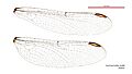 Austrogomphus doddi female wings (35019260356)