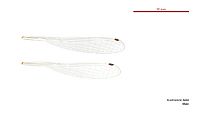 Austrosticta fieldi male wings (34441848470)