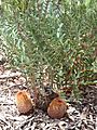 Banksia blechnifolia 1