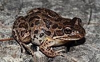 Barking Marsh Frog (Limnodynastes fletcheri) (8613531792)